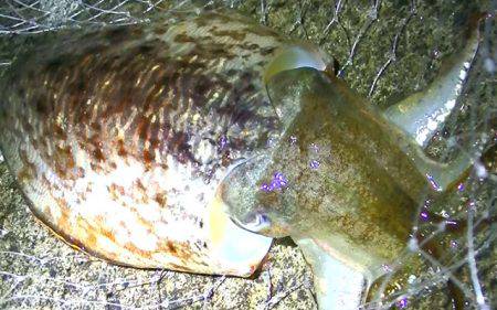 連日コウイカ好調！ヤリイカ？も釣れました